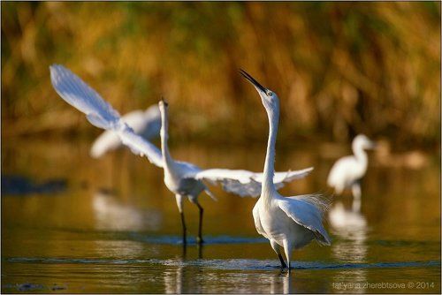 Танцы на воде