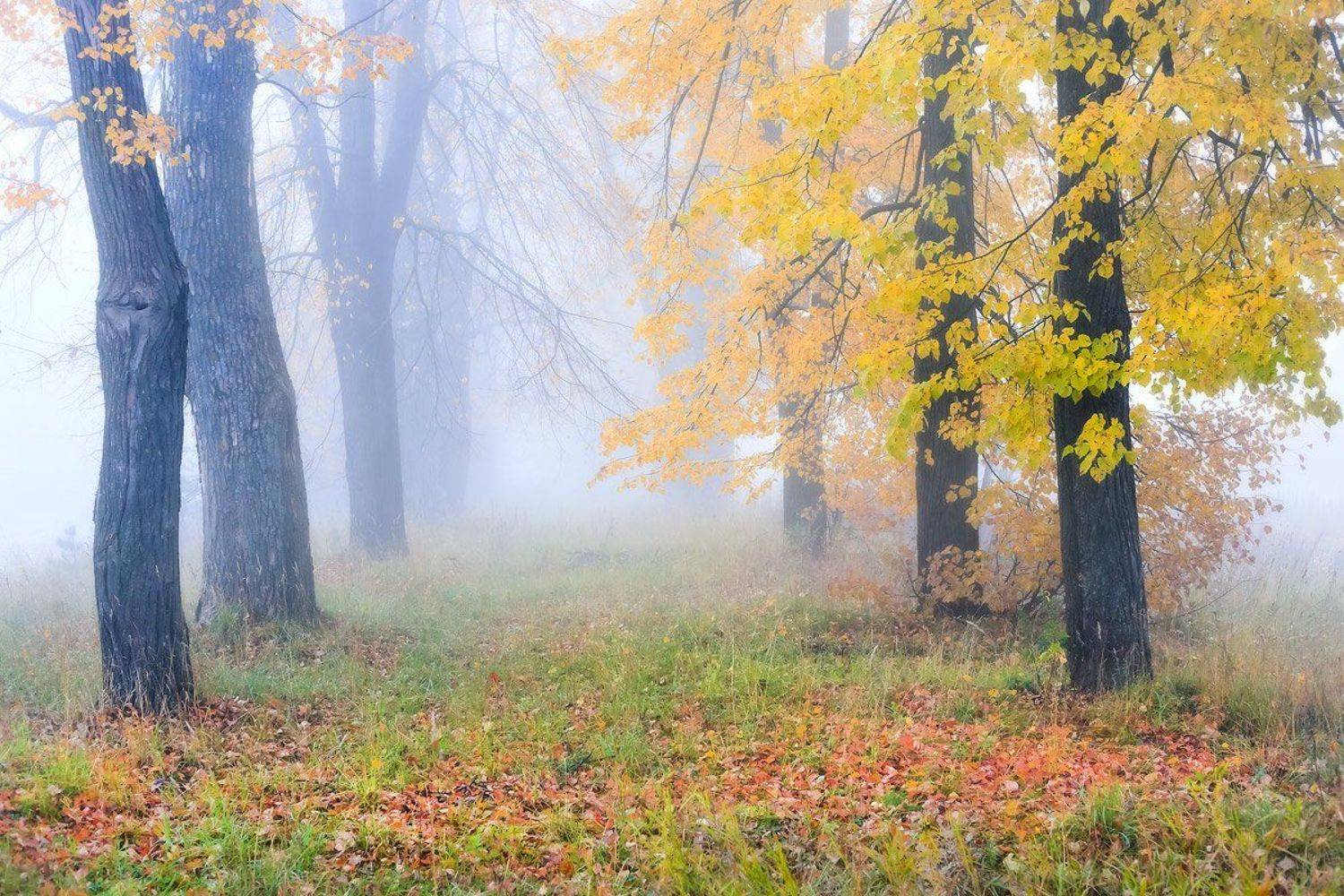 , Дмитрий Алексеев