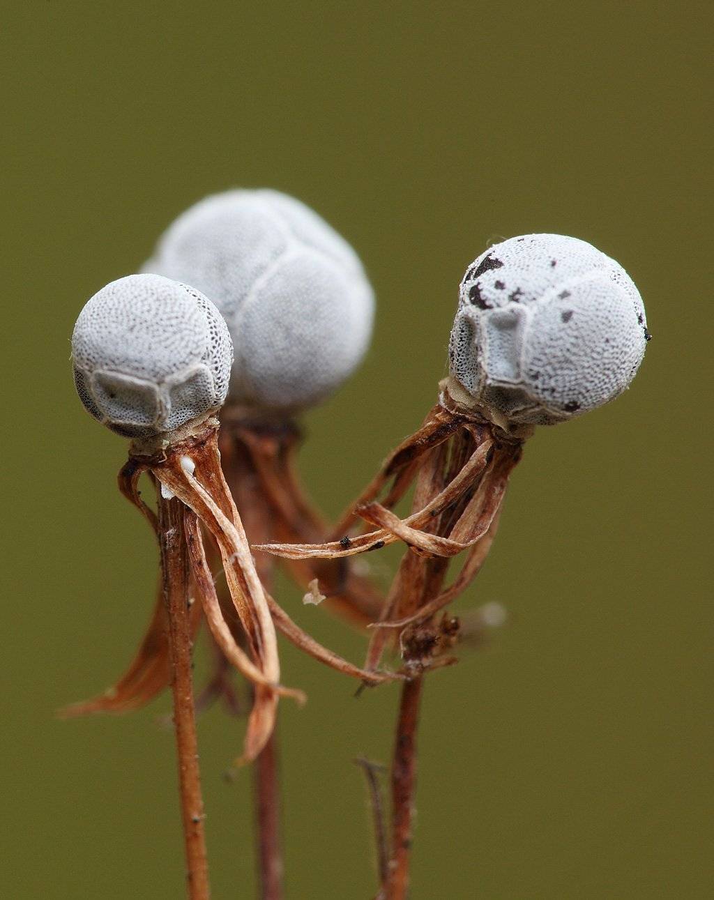 , Сергей Таланов