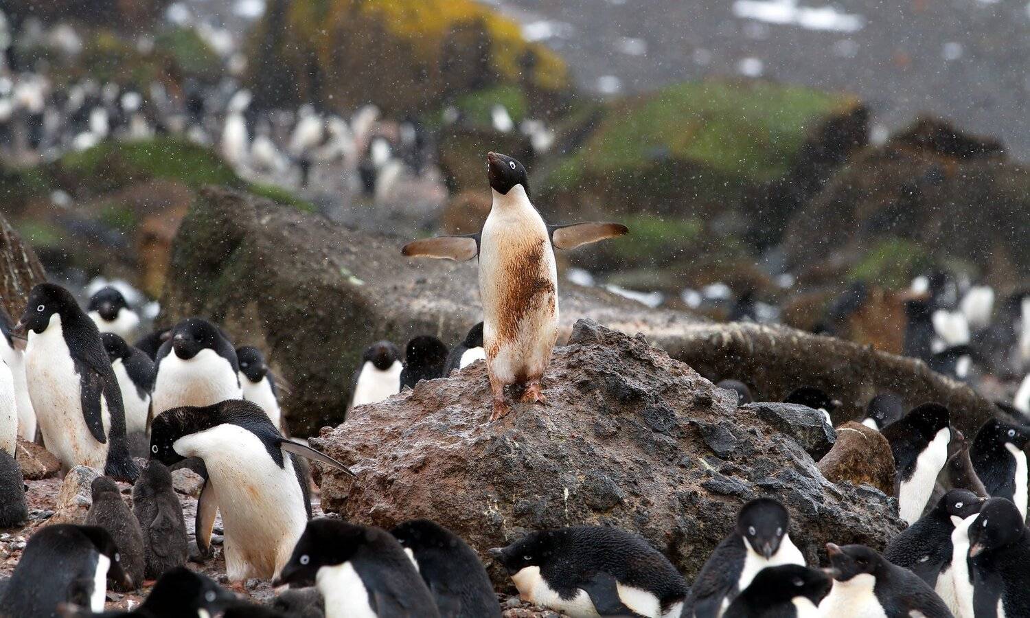 , Александр Перов