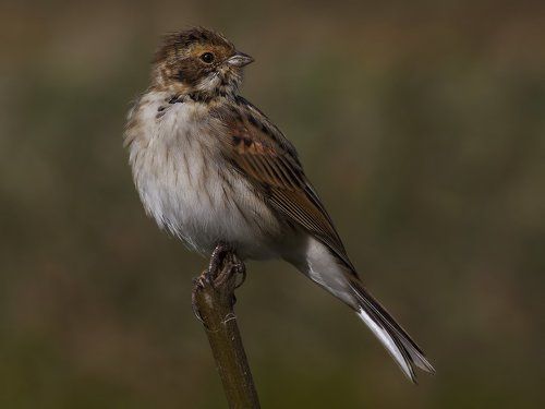 Reed bunting.