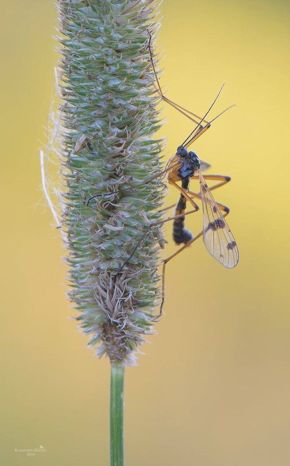 , Кузнецов Дмитрий
