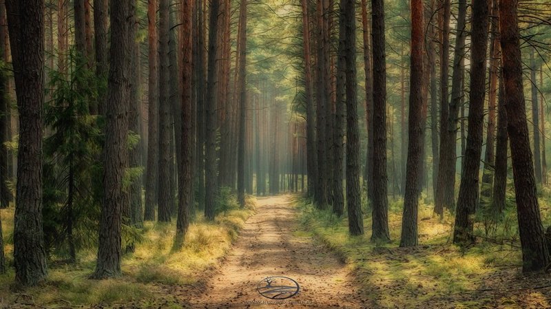 Forest фото превью