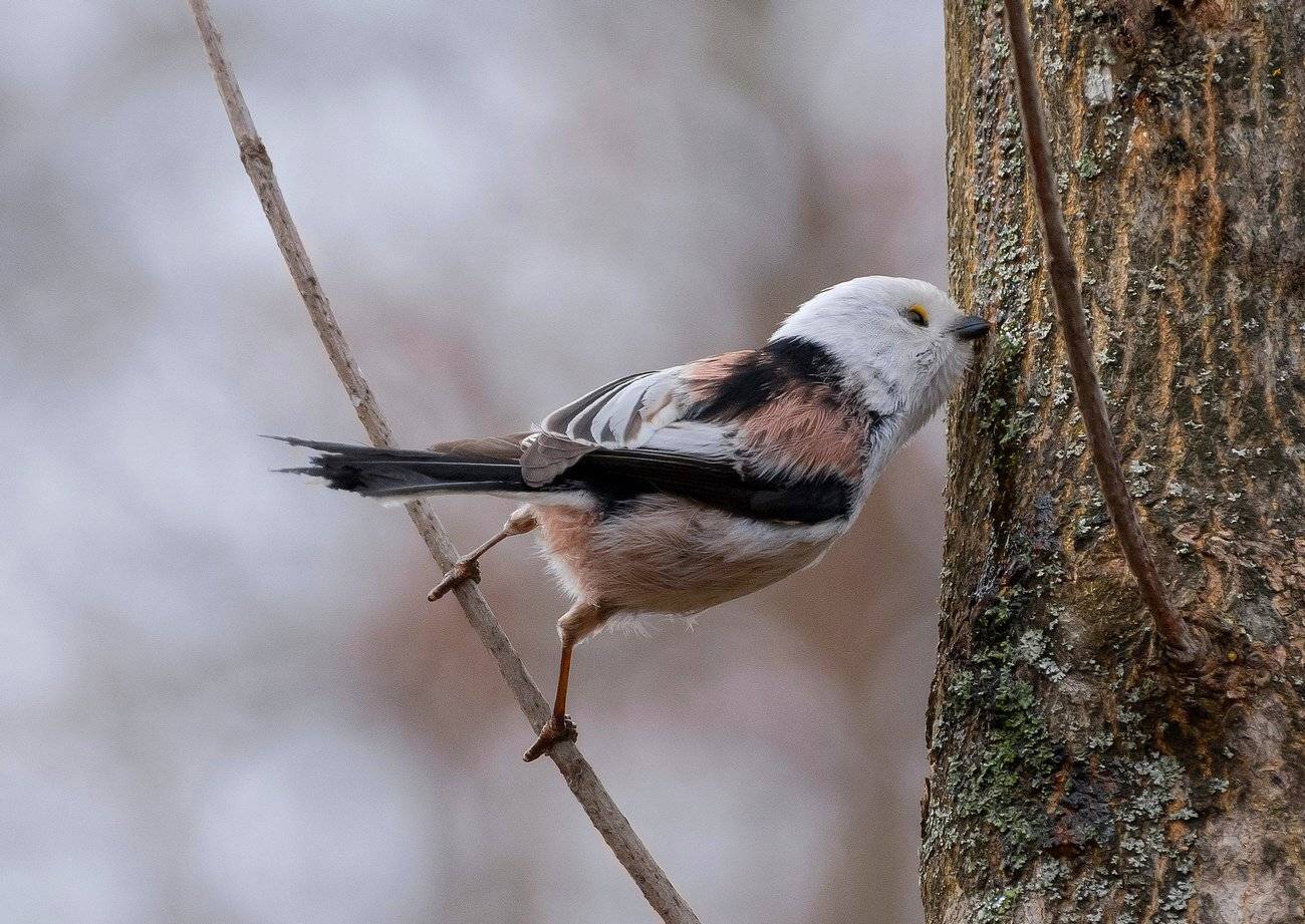 , Руслан Сигушин