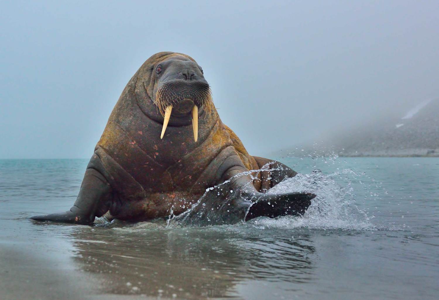 Арктика шпицберген, Дикая природа, Животные дикие, Морж, Анна Яценко