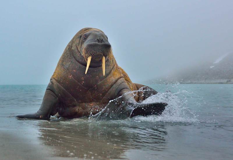 Арктика шпицберген, Дикая природа, Животные дикие, Морж подплывайте фото превью