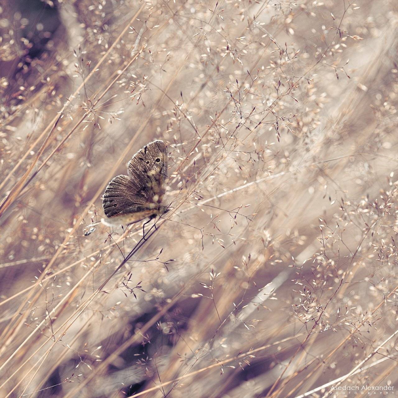 , Александр Аседач