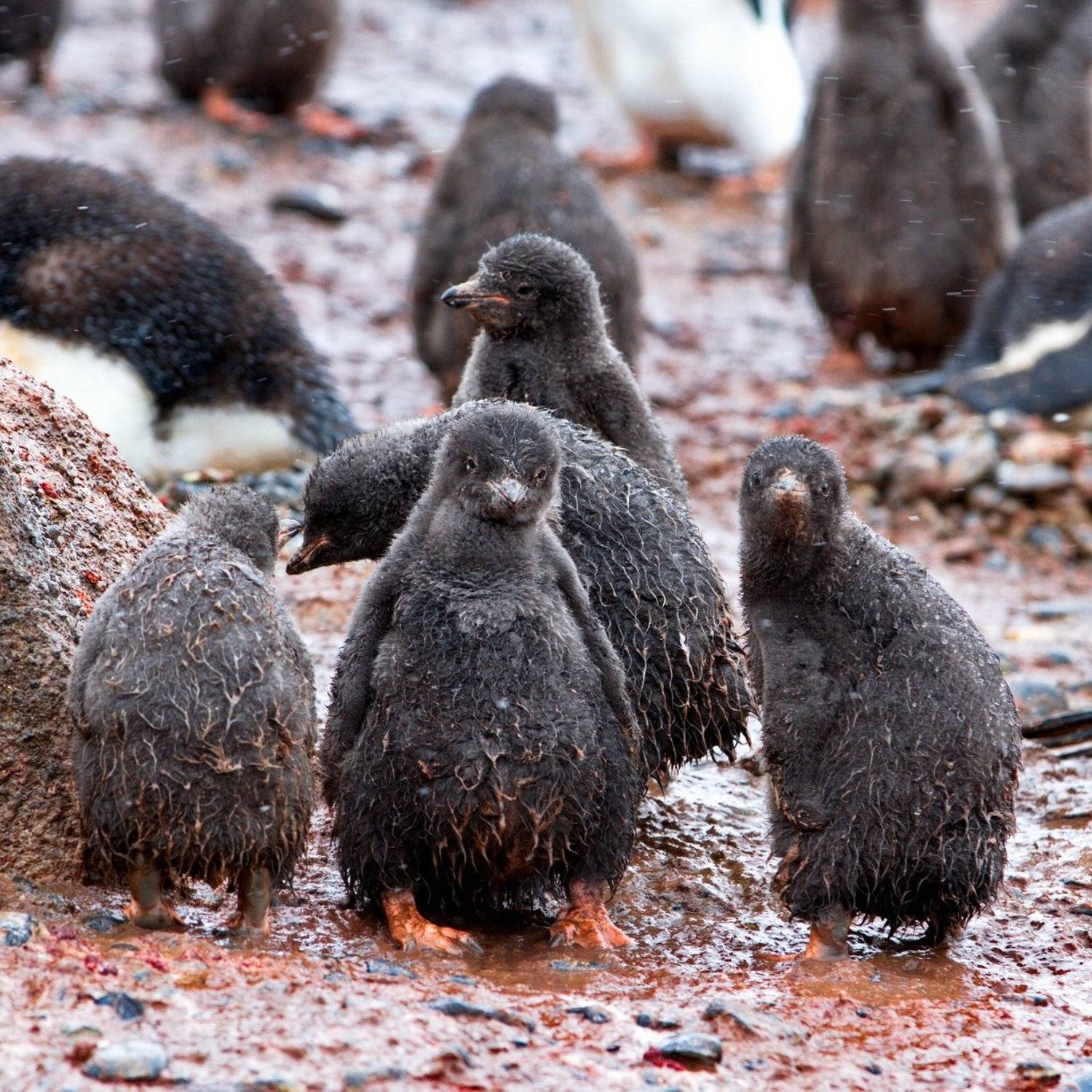 , Александр Перов