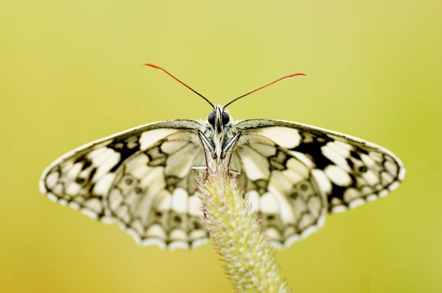 , Zbyszek  Walkiewicz