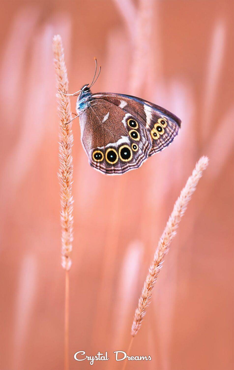 , Татьяна Крылова