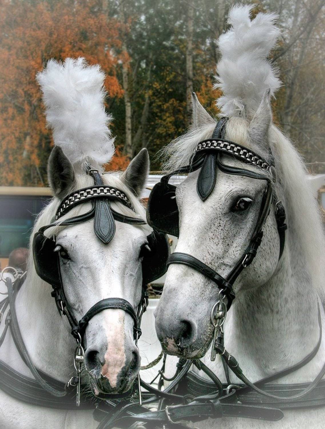 , Валерия Струнникова