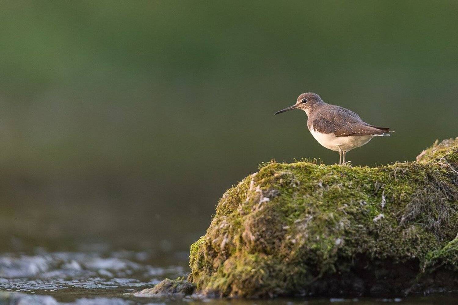 , Marcin Kaczmarkiewicz