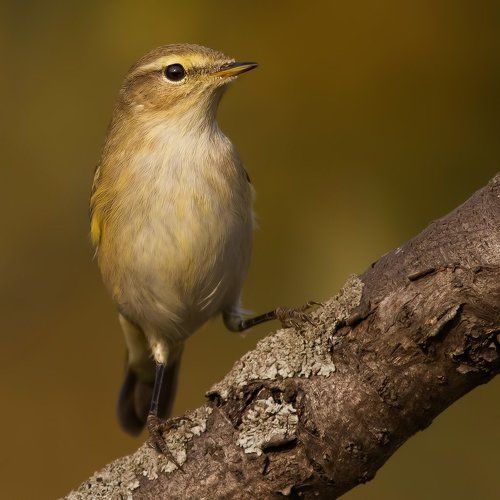 Chiffchaff.