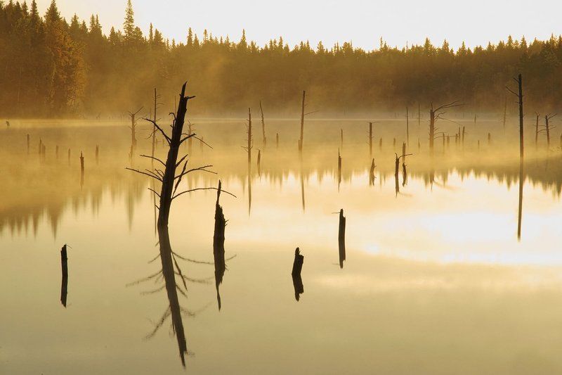 Утро в странном лесу. фото превью