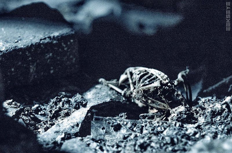 Pigeoff фото превью