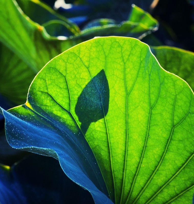 Lotus * фото превью