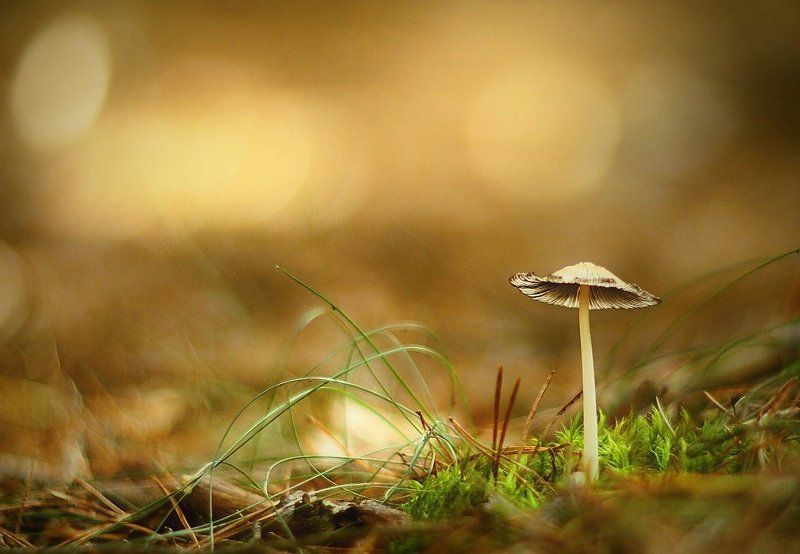 Poetry in the woods фото превью