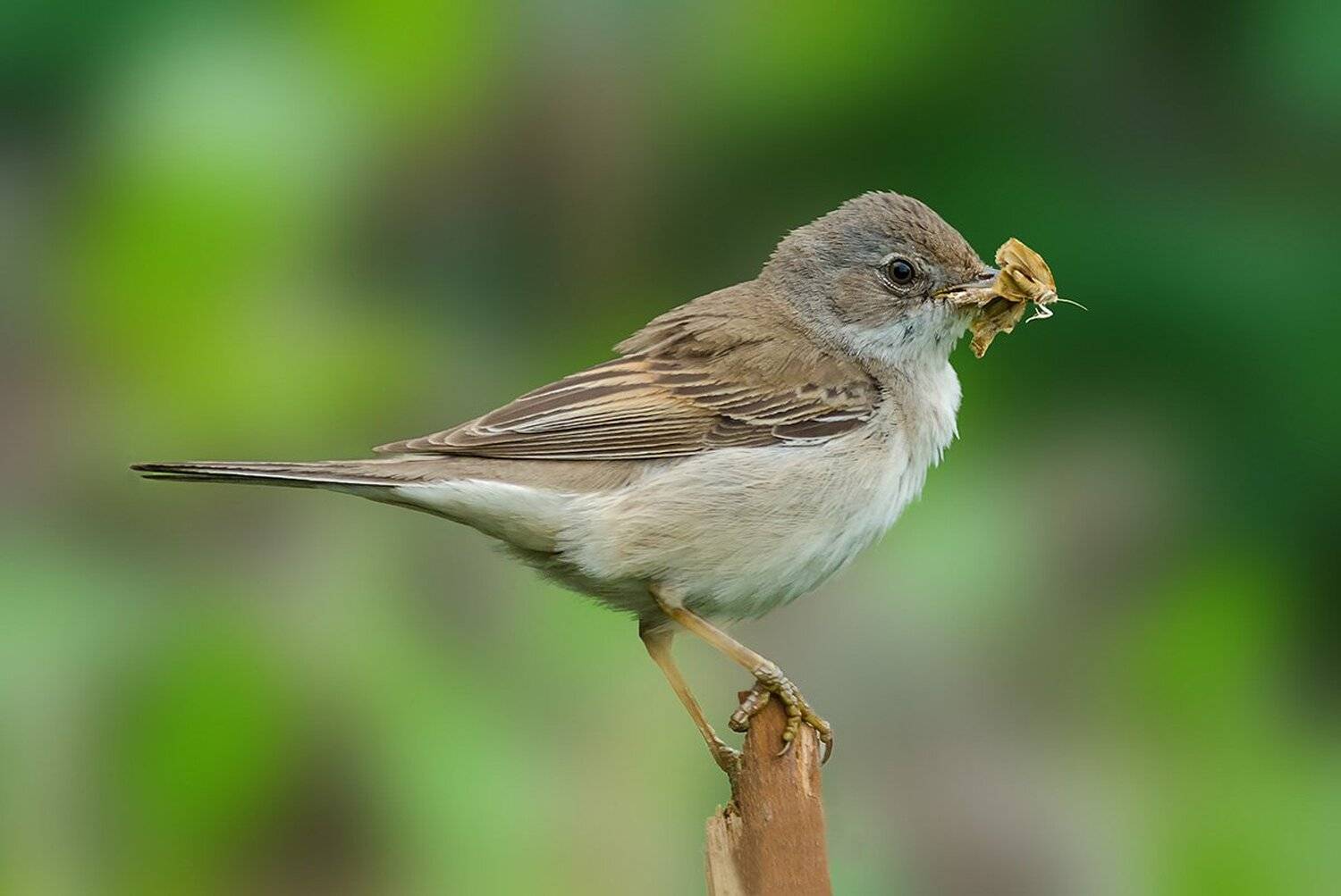 , алексей овчинников