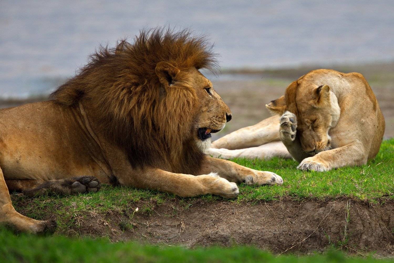 Танзания Львы, Александр Перов