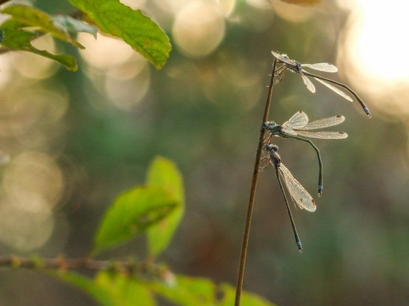Сообразим на троих фото превью