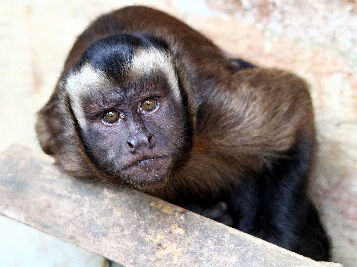 , Александр Перов