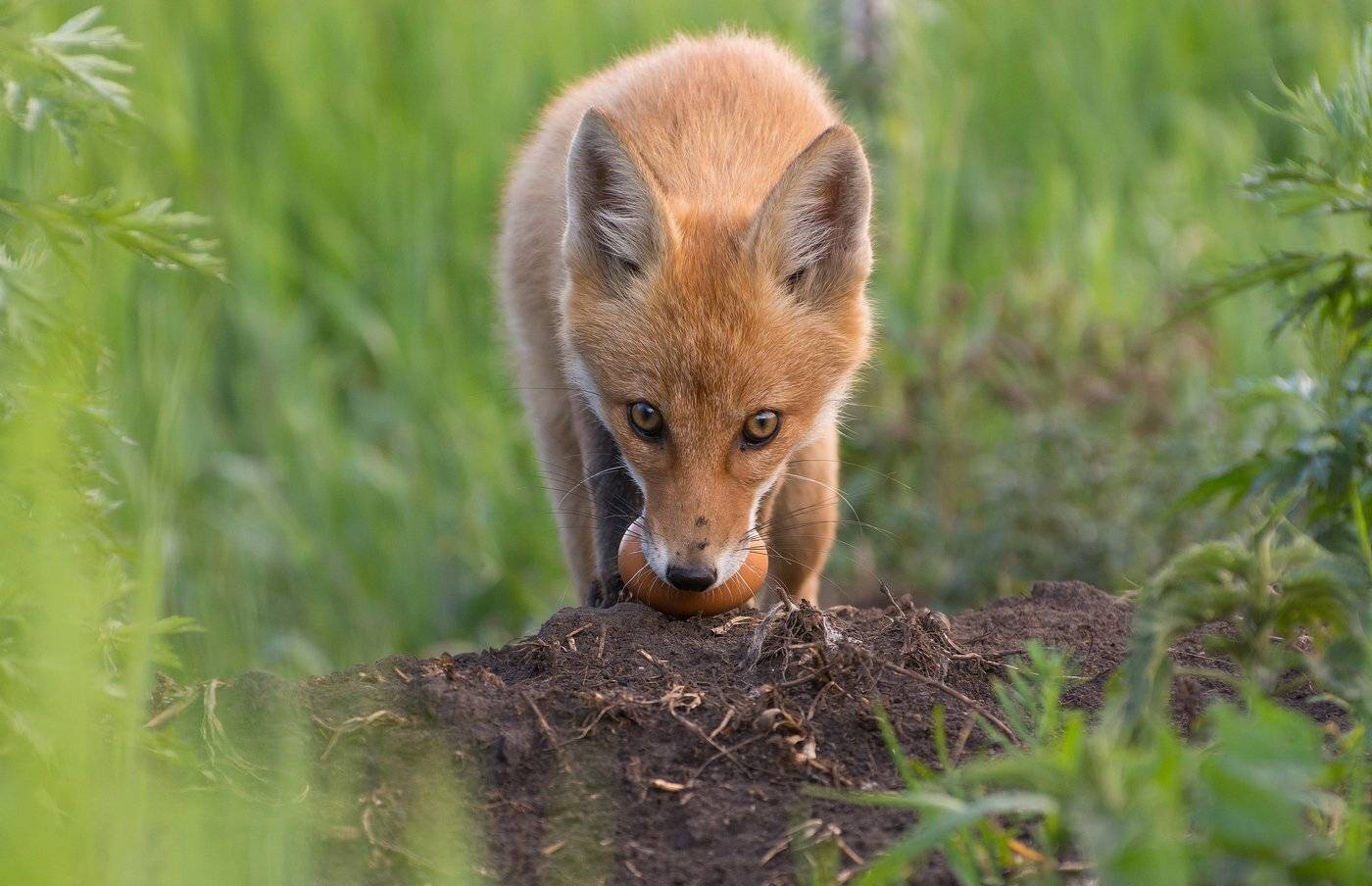 , Руслан Сигушин