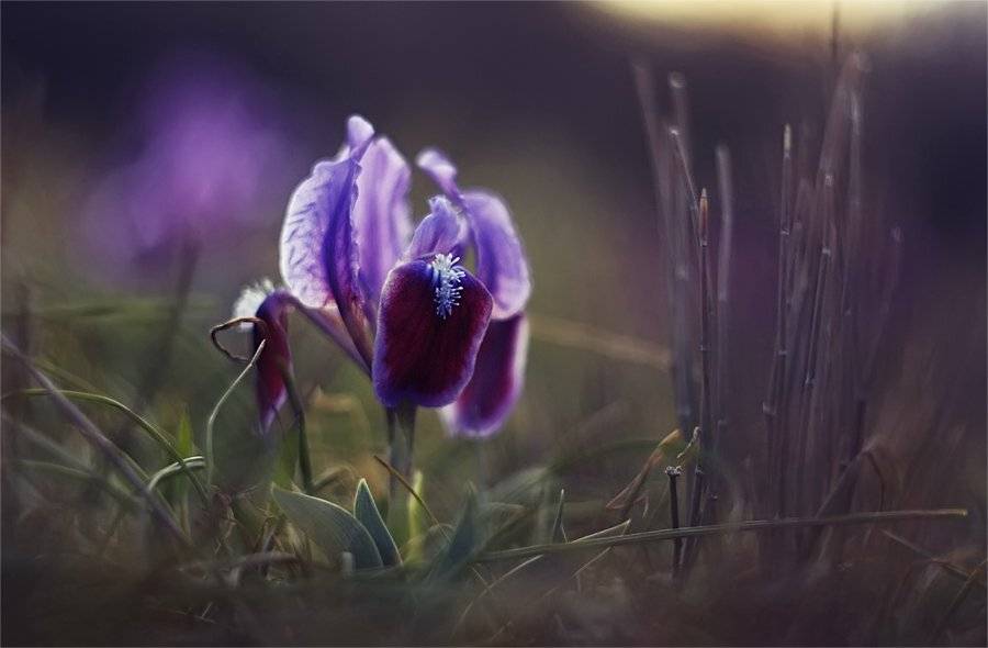 , Наталья Ова