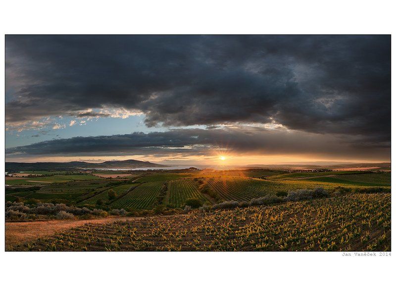 evening vineyards фото превью