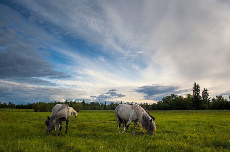 Летний вечер в долине Энсели фото превью
