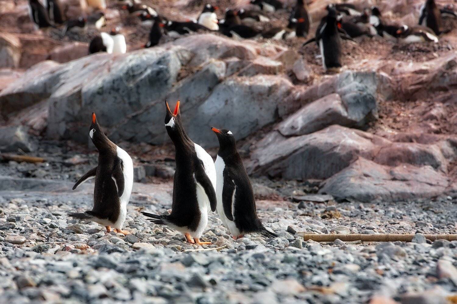 , Александр Перов