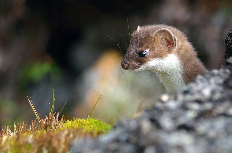Горностай фото превью