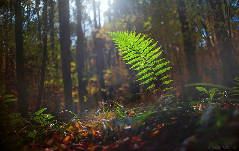 ... фото превью