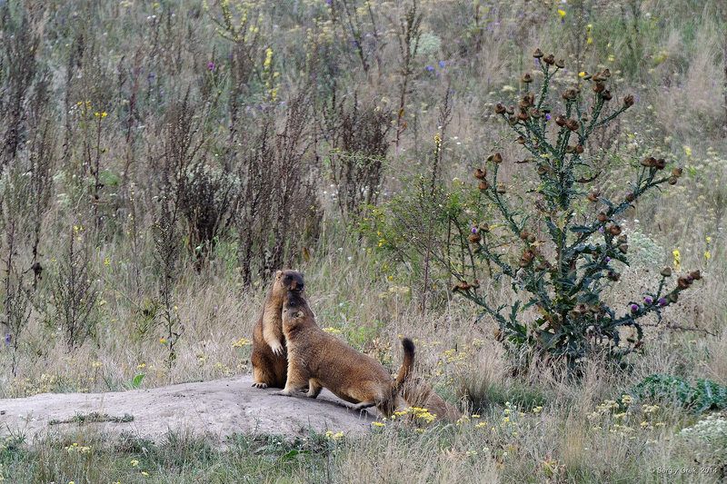 Байбачьи нежности фото превью