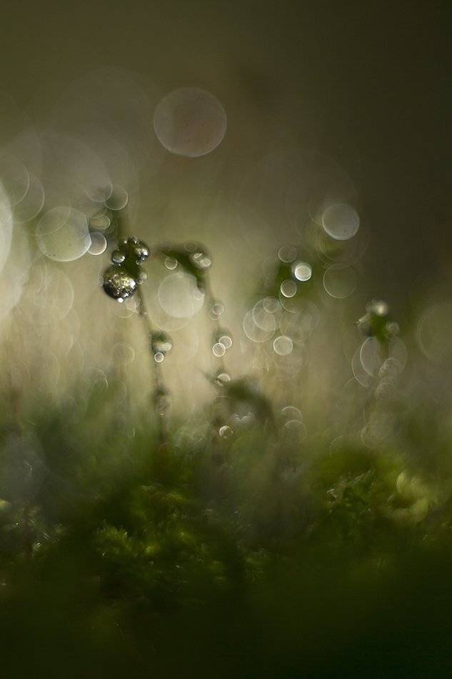 , Иваненко Светлана