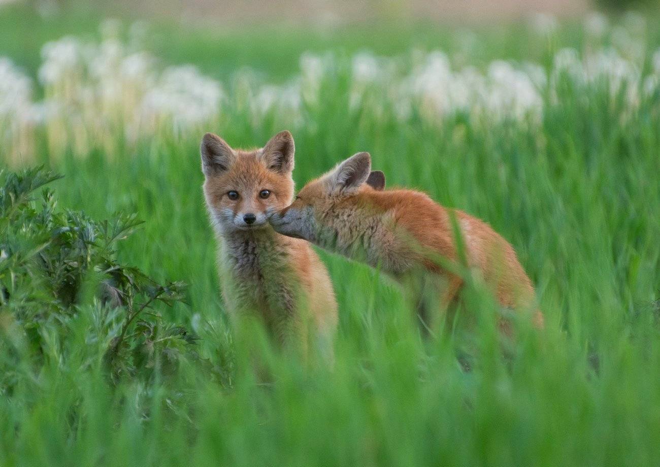 , Руслан Сигушин