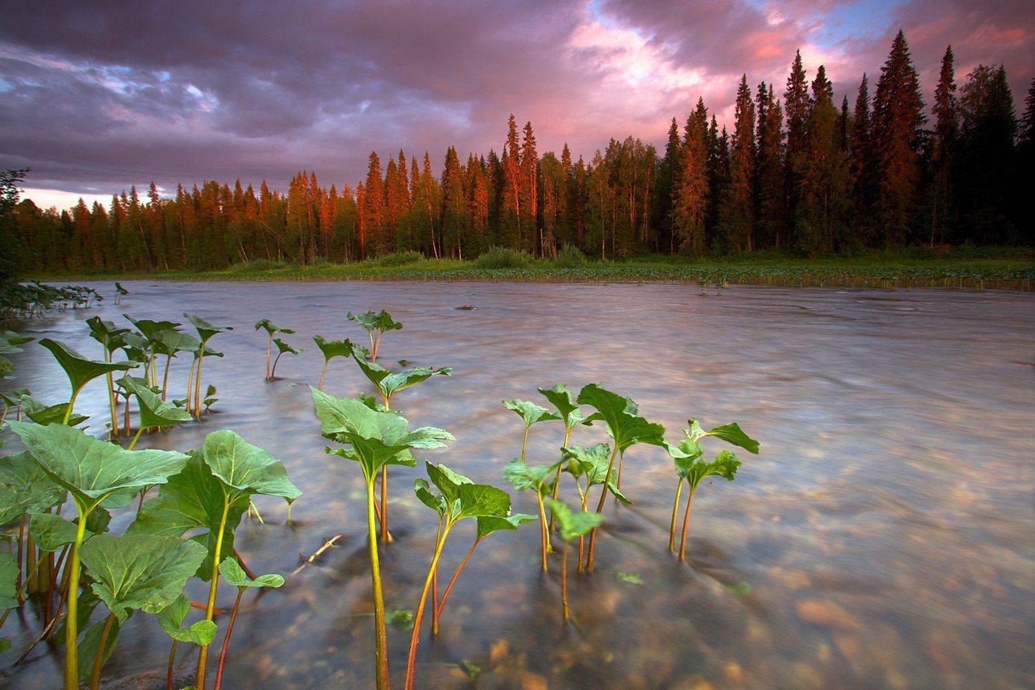 , Никифоров Егор