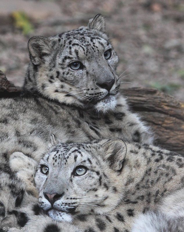 А если это любовь... фото превью