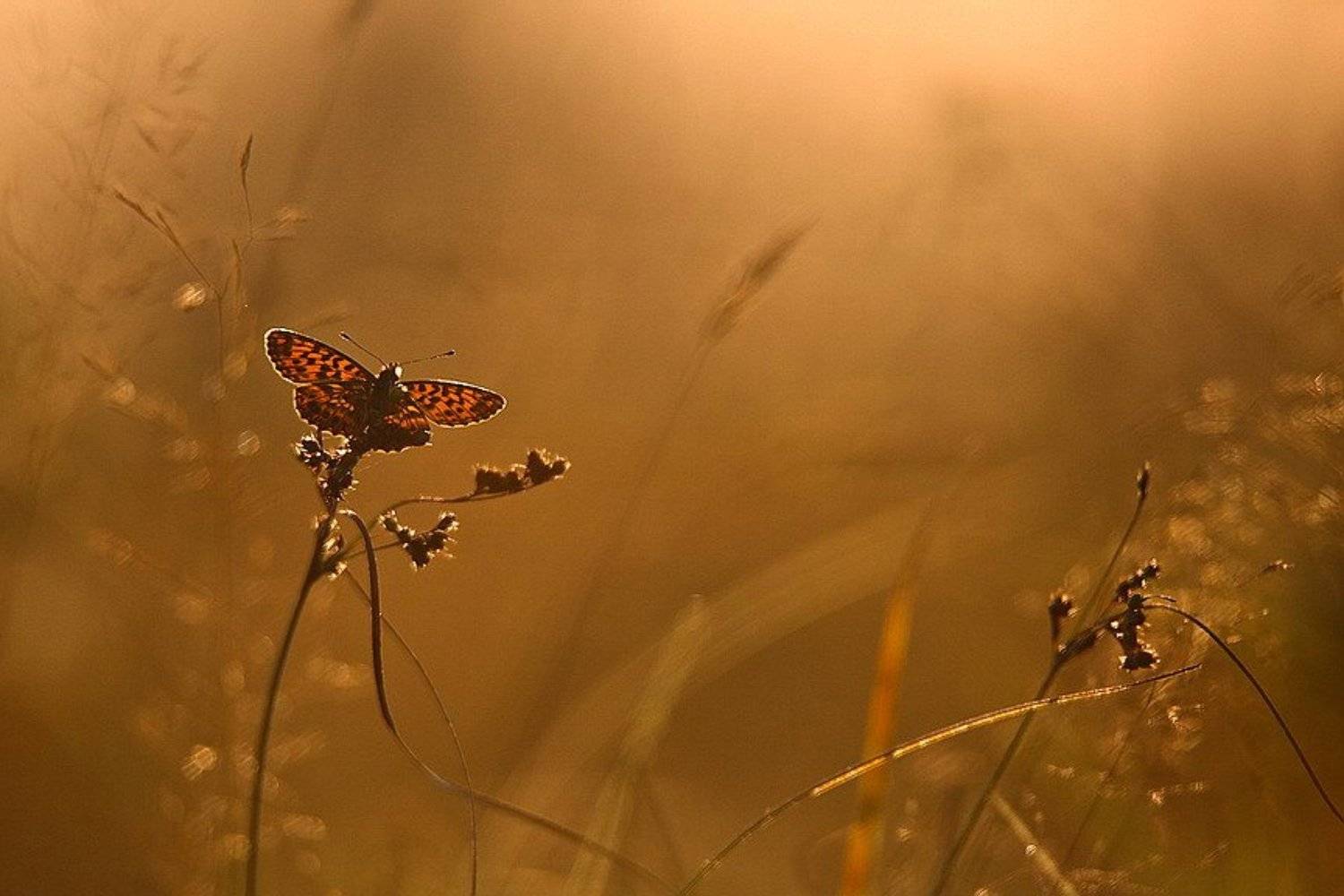 , Вячеслав Мищенко