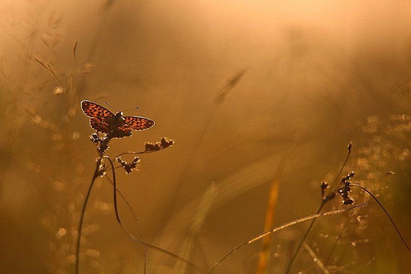 В поисках ночлега.... фото превью