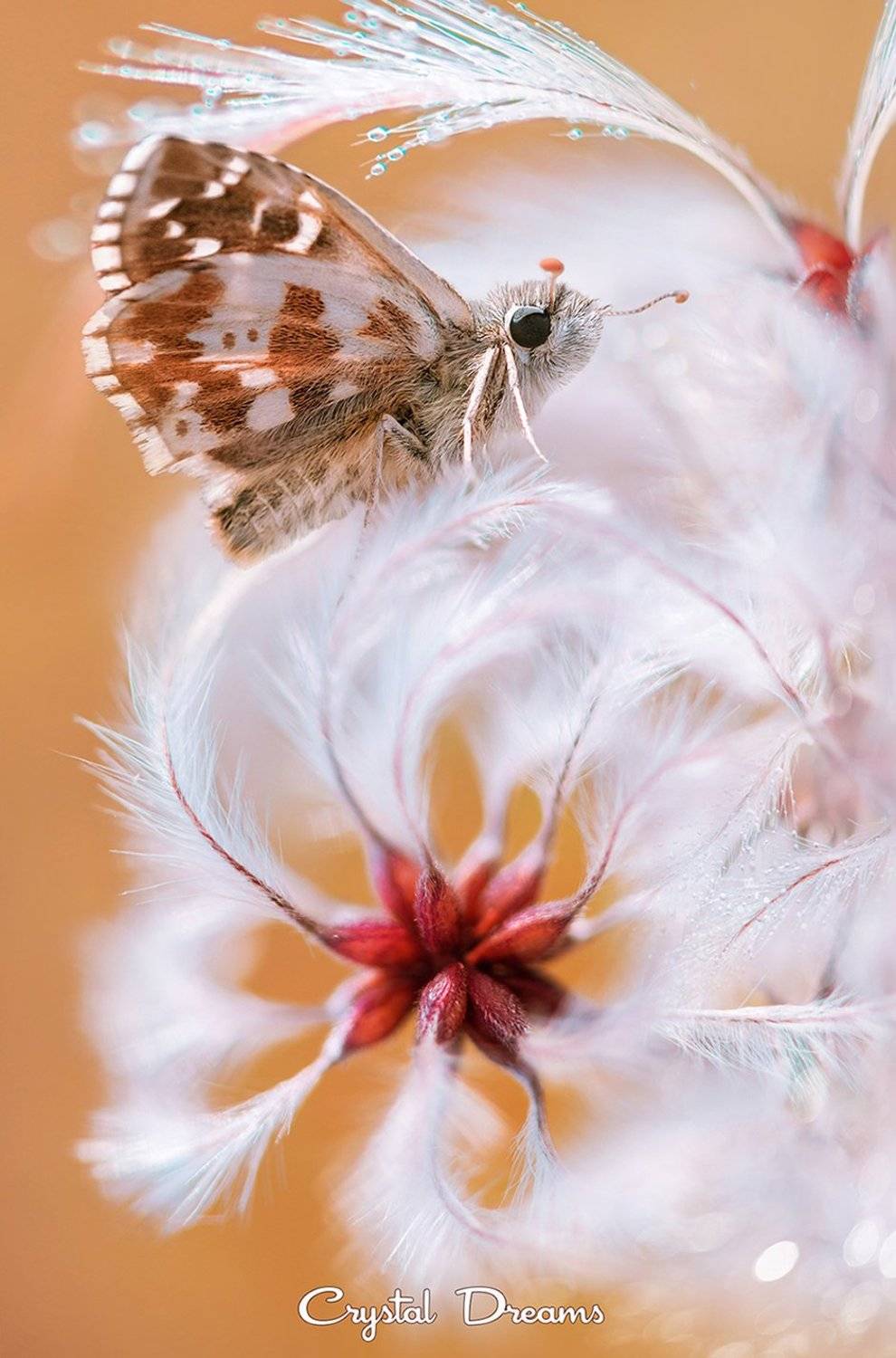 Autumn, Butterfly, Color, Crystal Dreams, Cute, Macro, Nature, Татьяна Крылова