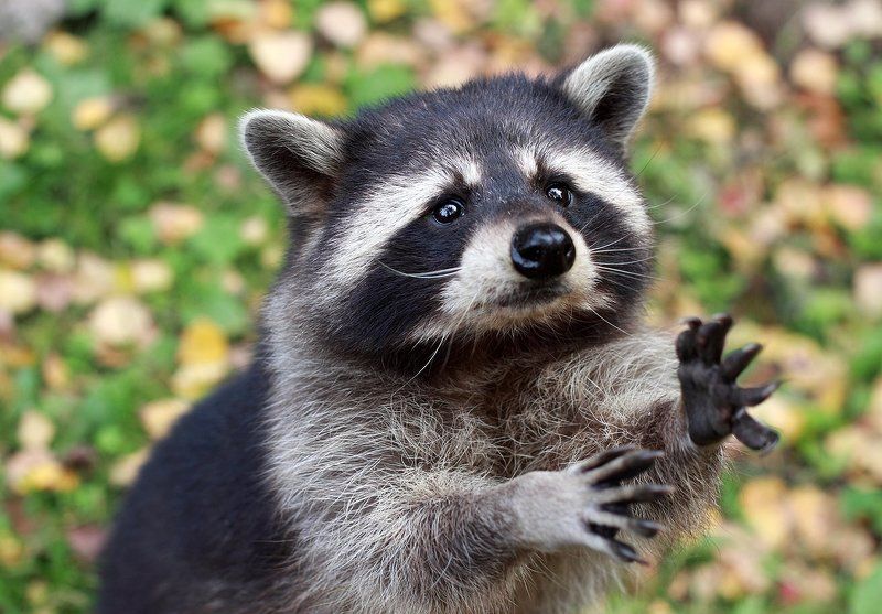 Осенний попрошайка фото превью