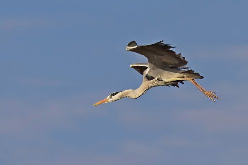 Grey heron.