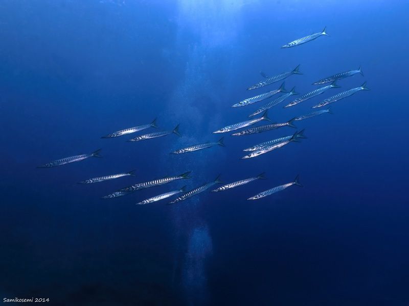 School of Barracudas фото превью