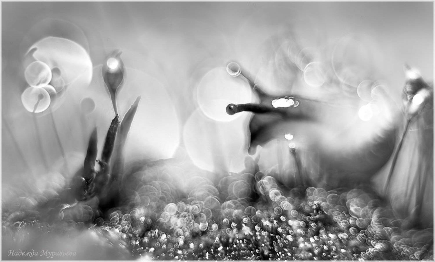 Мох, Роса, Сон, Улитка, Надежда Муравьёва