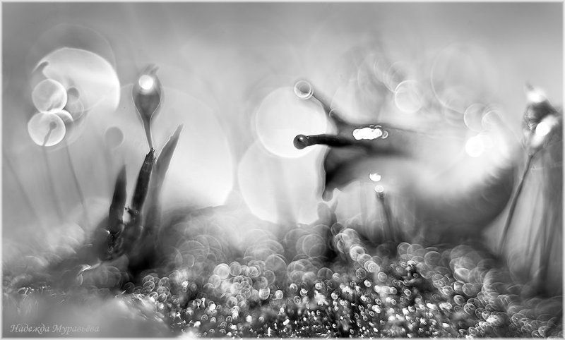 Мох, Роса, Сон, Улитка Сны фото превью