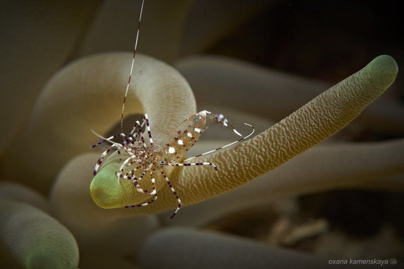 Анемоновая креветка. фото превью