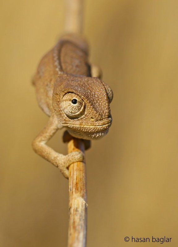 Miniature фото превью