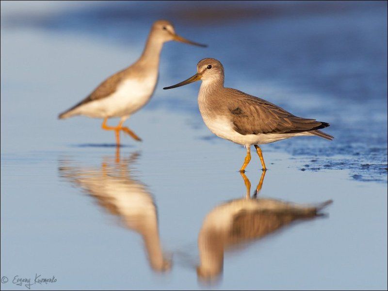 Мородунки в зазеркалье фото превью