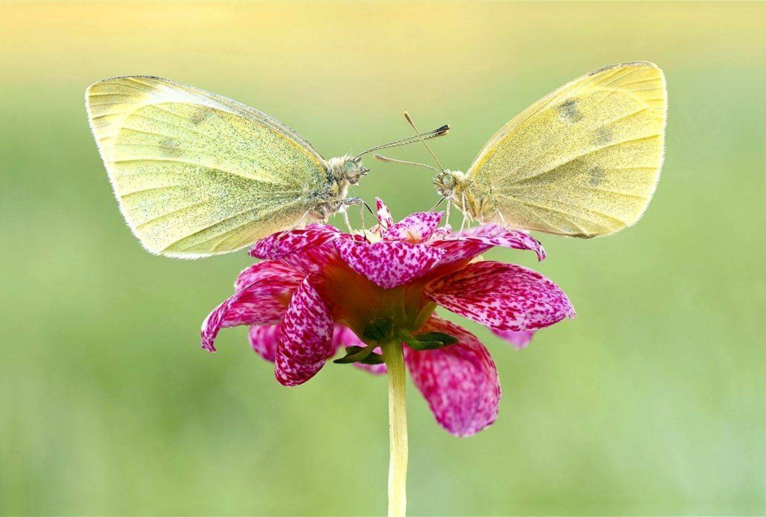 , Zbyszek  Walkiewicz