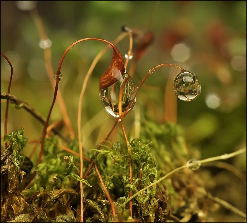 Между строчек осени... фото превью